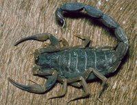 : Tityus bahiensis; Brazilian Black Scorpion
