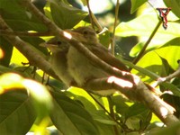 Buff-vented Bulbul(Hypsipetes charlottae)
