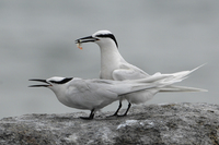 Black-naped Tern ( Sterna sumatrana )