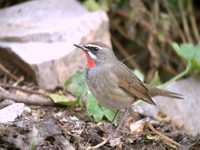 진홍가슴 Erithacus calliope | Siberian rubythroat