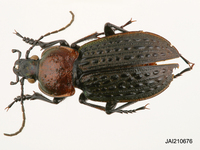 애딱정벌레  Carabus tuberculosus