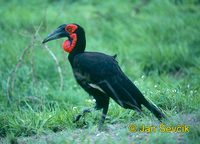 Photo of zoborožec kaferský, Bucorvus leadbeateri, Ground Hornbill, Hornrabe