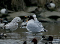 큰검은머리갈매기  Larus ichthyaetus