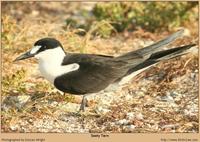 Sooty Tern [Onychoprion fuscata]