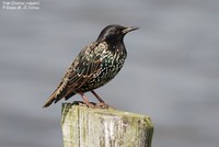 Stær (Sturnus vulgaris) Foto/billede af