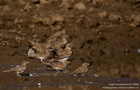 Larks - Bimaculated Lark ( Melanocorypha bimaculata ) and Greater Short-toed Lark (Calandrella b...