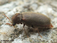 Anobium punctatum - Furniture Beetle