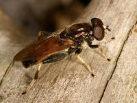 Xylota segnis