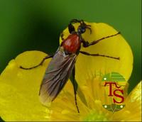 Bibio hortulanus