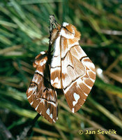 Endromis versicolora - Kentish Glory