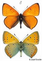 Lycaena dispar - Large Copper