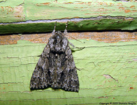 Acronicta rumicis - Knot Grass