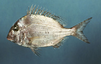 Calamus leucosteus, Whitebone porgy: fisheries
