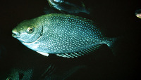Siganus fuscescens, Mottled spinefoot: fisheries, aquaculture
