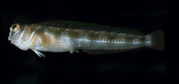 Rhabdoblennius rhabdotrachelus, :