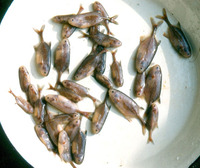 Pollimyrus isidori fasciaticeps, :