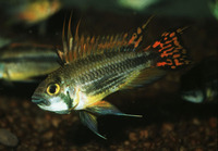 Apistogramma cacatuoides, Cockatoo cichlid: aquarium