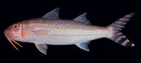 Upeneus arge, Band-tail goatfish: fisheries