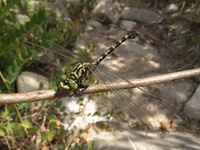 Onychogomphus forcipatus