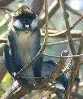 Image of: Cercopithecus ascanius (black-cheeked white-nosed monkey)