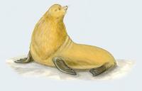 Image of: Eumetopias jubatus (Steller sea lion)