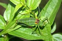 Isophya camptoxipha