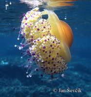 Cotylorhiza tuberculata