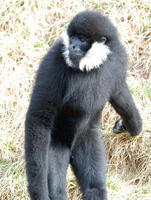 Image of: Nomascus leucogenys (northern white-cheeked gibbon)