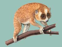 Image of: Nycticebus pygmaeus (pygmy slow loris)