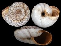 Pyrenaearia poncebensis