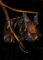 Image of: Pteropus giganteus (Indian flying fox)