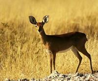 Image of: Raphicerus campestris (steenbok)