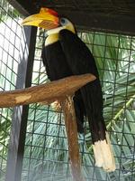 Aceros corrugatus - Wrinkled Hornbill