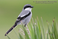 Lanius excubitor - Great Grey Shrike