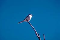 Lanius ludovicianus - Loggerhead Shrike