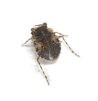 Image of: Gelastocoris oculatus (toad bug)