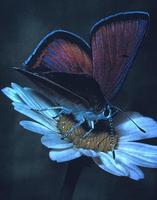 Image of: Lycaenidae (blues, coppers, coppers, hairstreaks, and blues (butterflies), gossamer-wi...