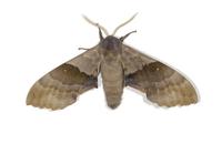 Image of: Pachysphinx modesta (modest sphinx, poplar sphinx)