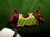 Image of: Sibine stimulea (saddleback caterpillar)