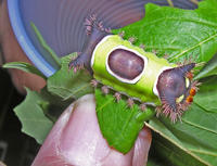 Image of: Sibine stimulea (saddleback caterpillar)