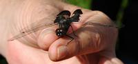 Image of: Tramea lacerata (black saddlebags)