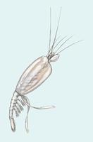 Image of: Amphionides reynaudii