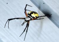 Image of: Argiope aurantia (black-and-yellow argiope)