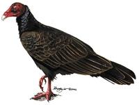 Image of: Cathartes aura (turkey-vulture)