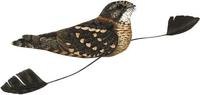 Image of: Macrodipteryx longipennis (standard-winged nightjar)