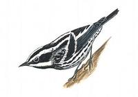 Image of: Mniotilta varia (black-and-white warbler)