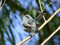 Image of: Polioptila dumicola (masked gnatcatcher)