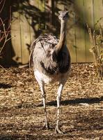 Image of: Rhea americana (greater rhea)