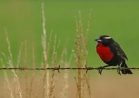 Image of: Sturnella superciliaris (white-browed blackbird)