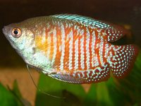 Colisa lalia - Dwarf Gourami